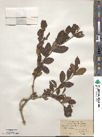 Lonicera tangutica image