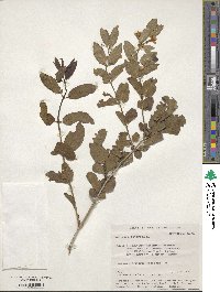 Lonicera tatarica image