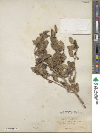 Lonicera tatarica image