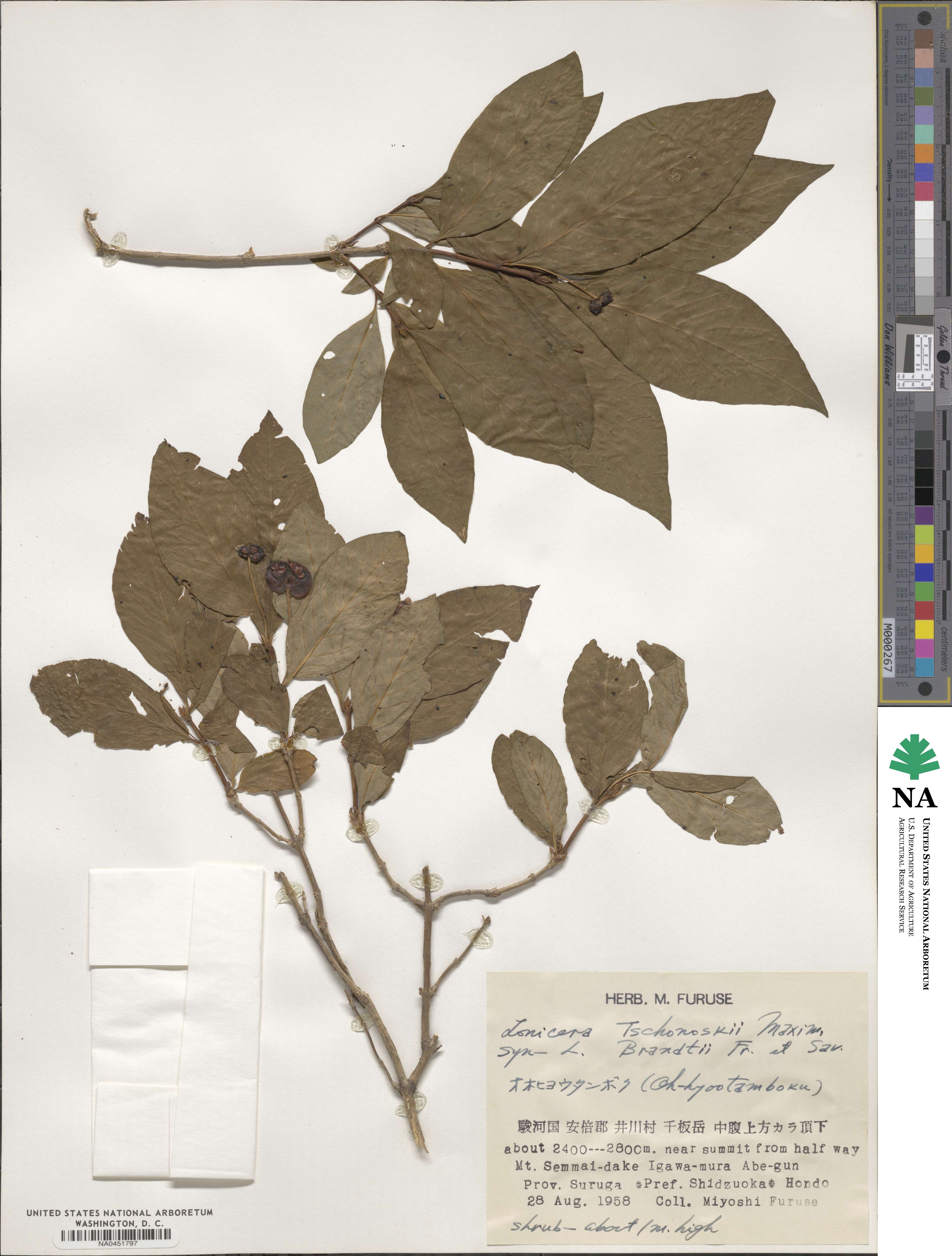 Lonicera tschonoskii image