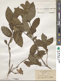 Lonicera tschonoskii image