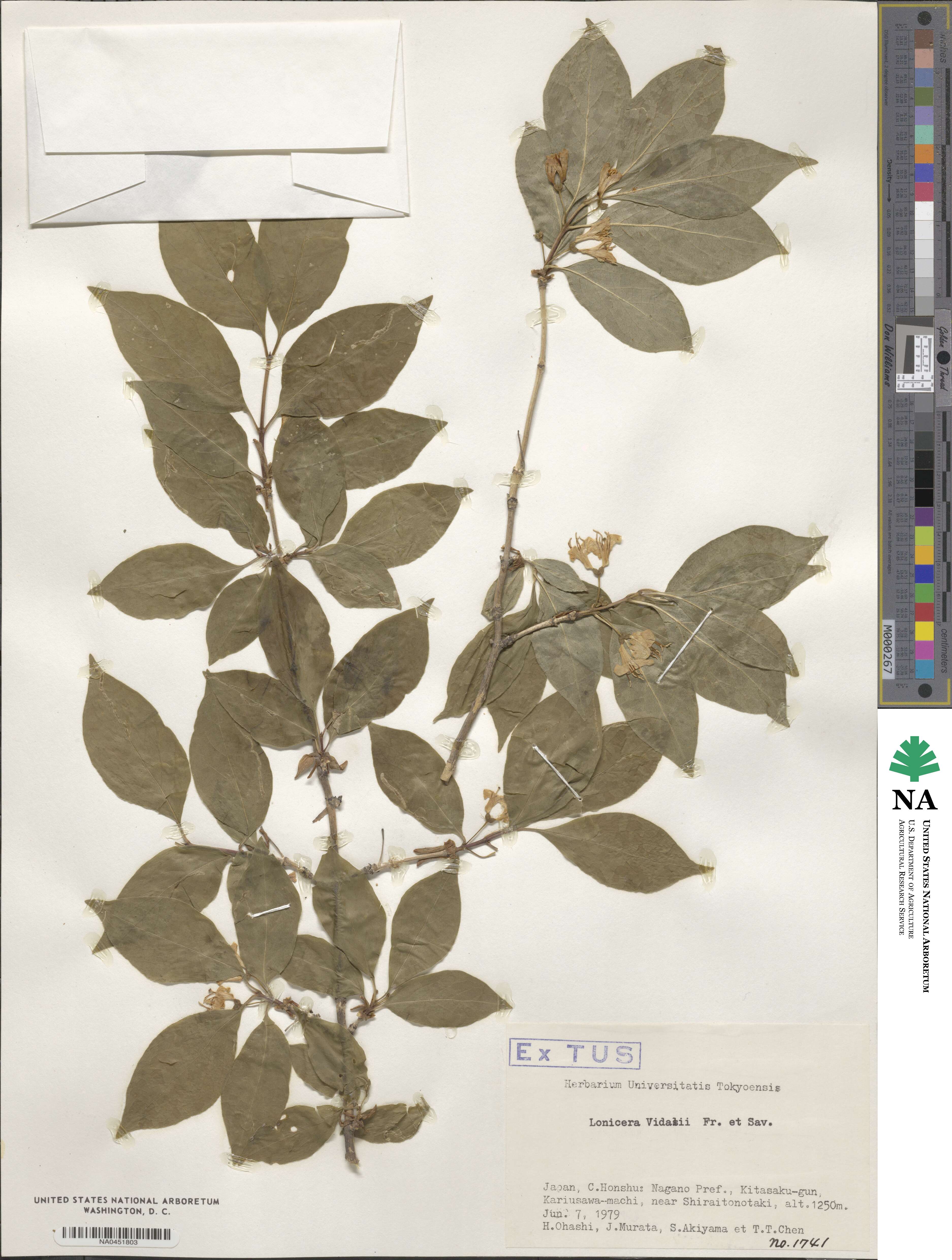 Lonicera vidalii image