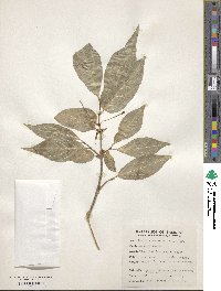 Lonicera webbiana image