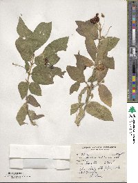 Lonicera webbiana image