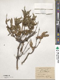 Lonicera webbiana image