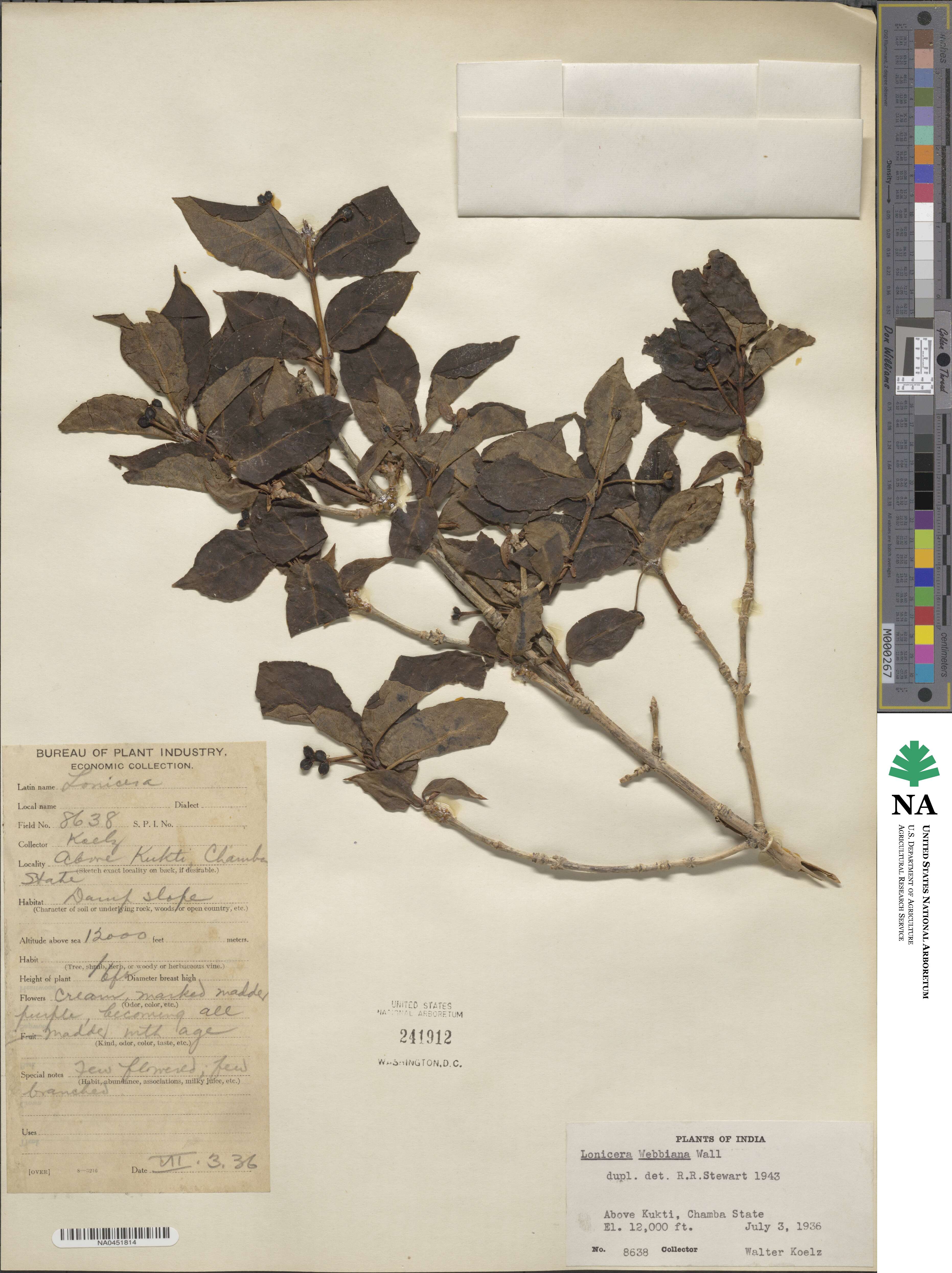 Lonicera webbiana image