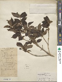 Lonicera webbiana image