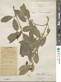 Lonicera webbiana image