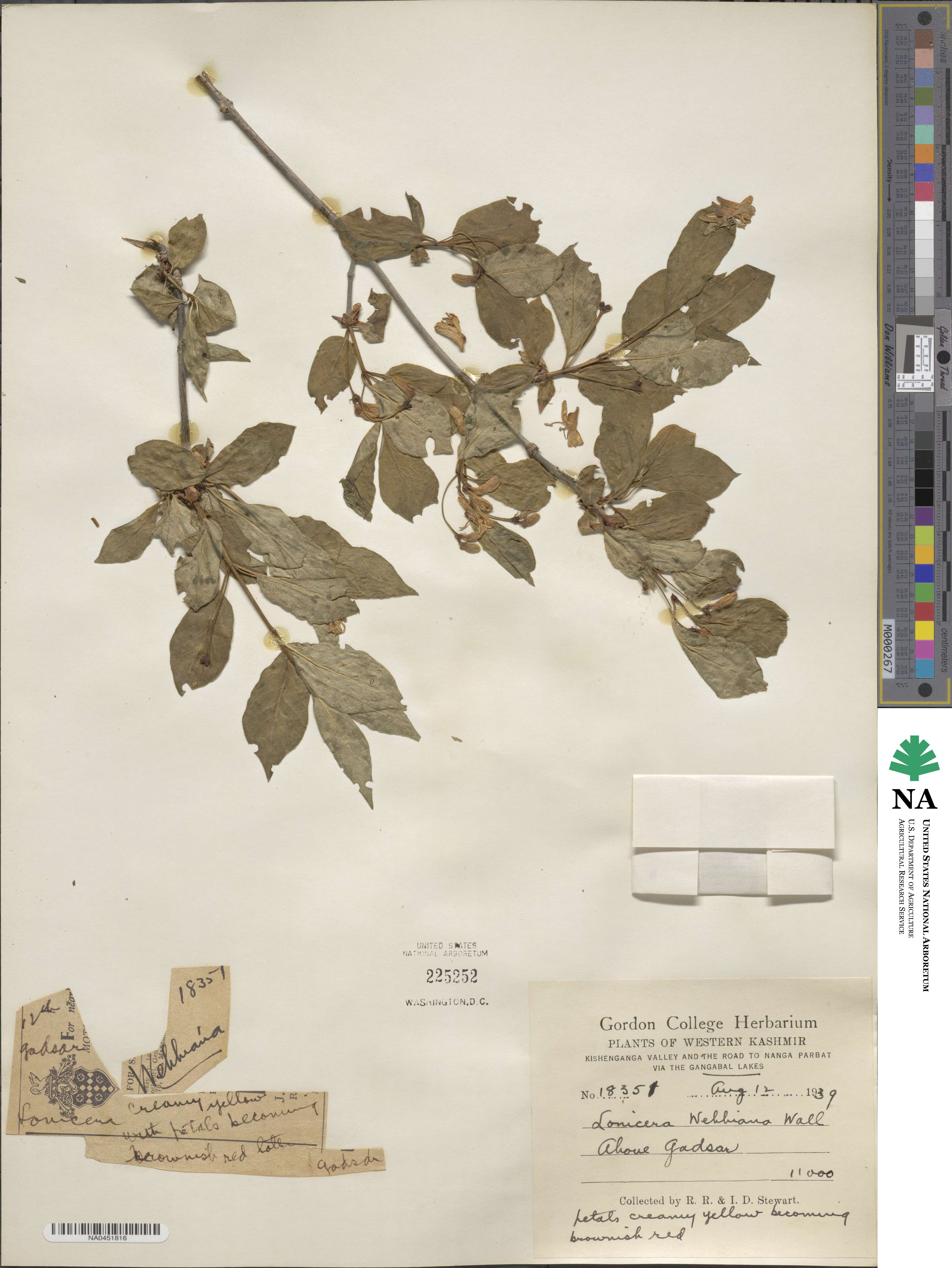 Lonicera webbiana image