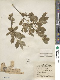 Lonicera webbiana image