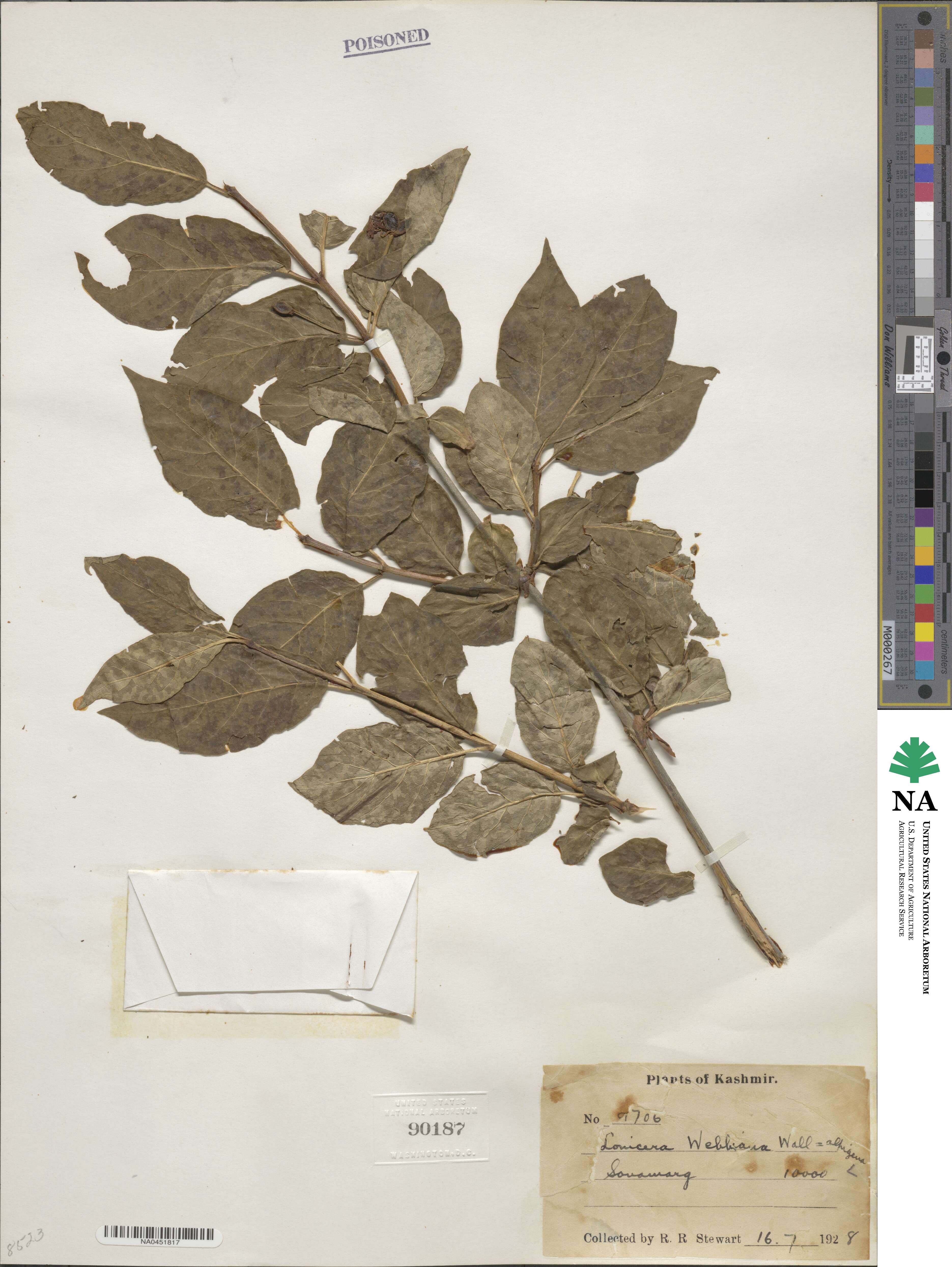 Lonicera webbiana image