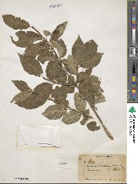 Lonicera webbiana image