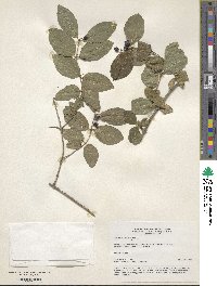 Lonicera xylosteum image