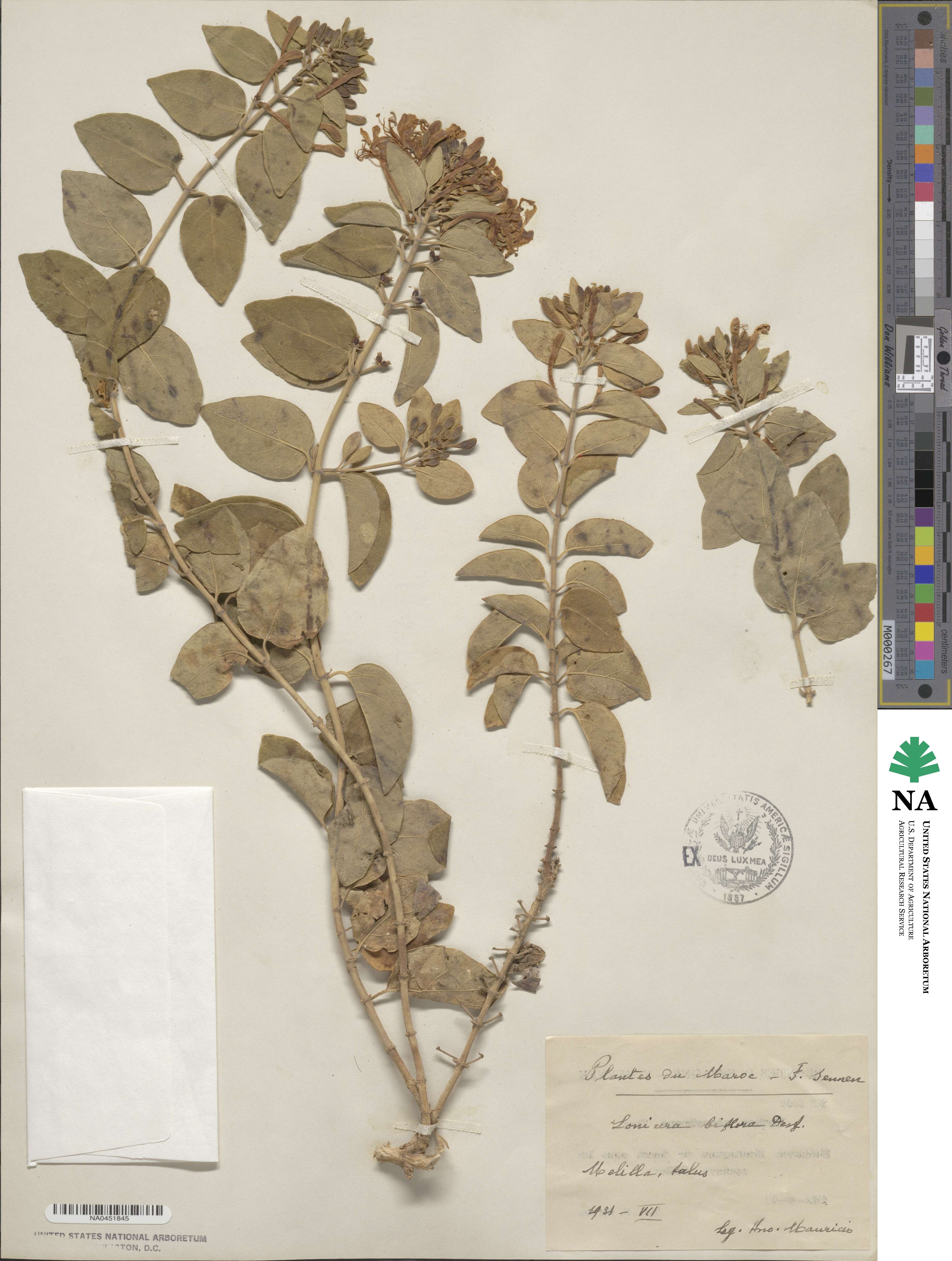 Lonicera biflora image