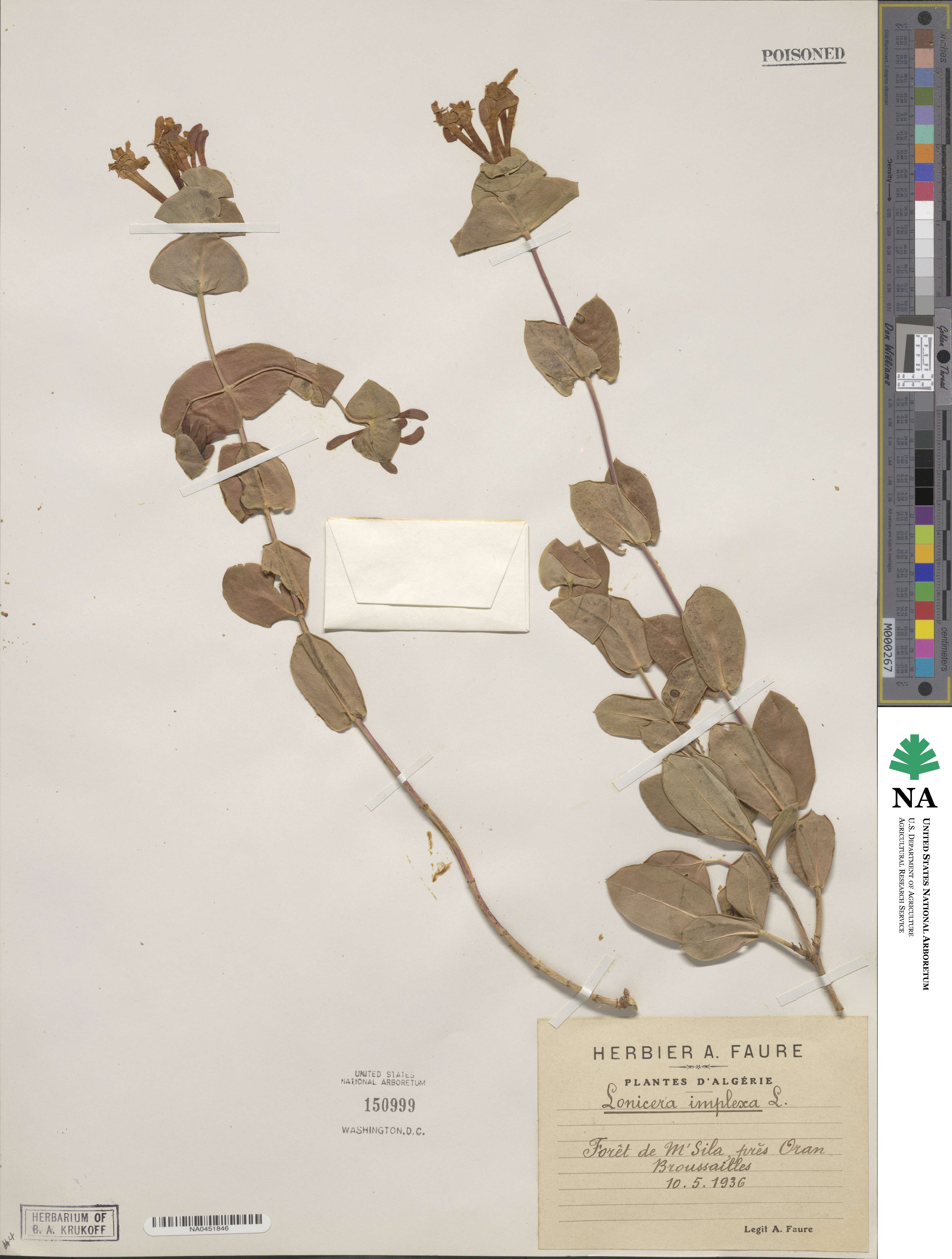 Lonicera implexa image