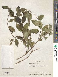 Lonicera japonica image