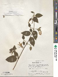 Lonicera japonica image