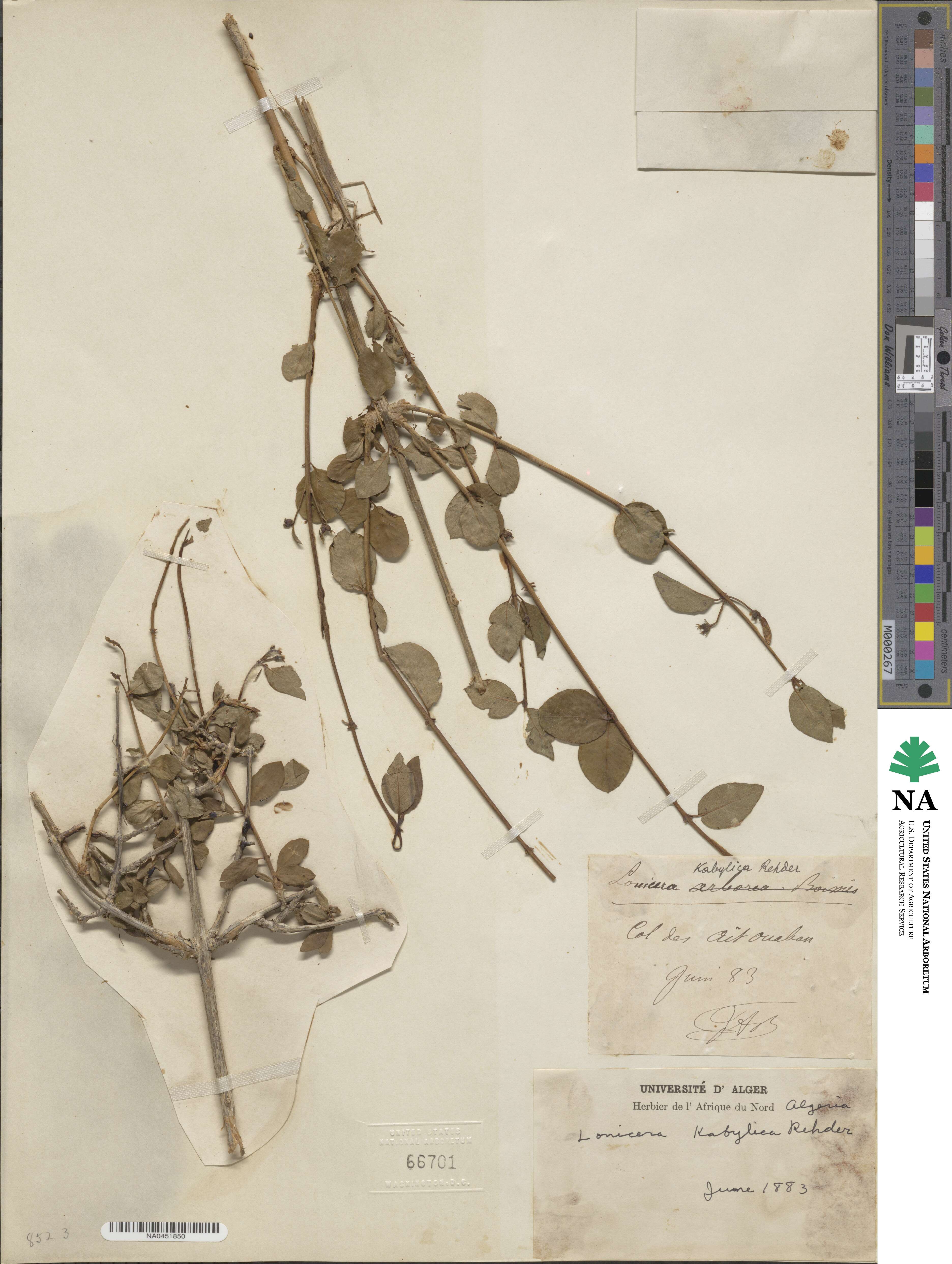 Lonicera kabylica image