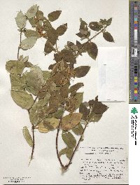 Lonicera japonica image