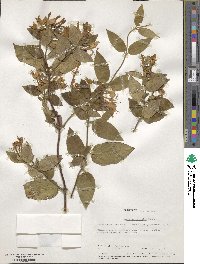 Lonicera japonica image