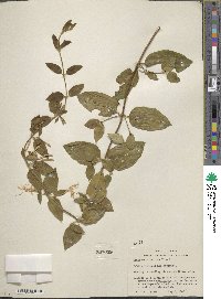 Lonicera albiflora image