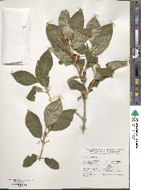 Lonicera alpigena image