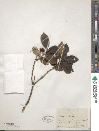 Lonicera alpigena image