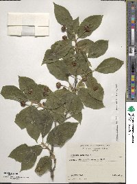 Lonicera alpigena image