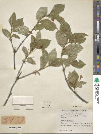 Lonicera alpigena image