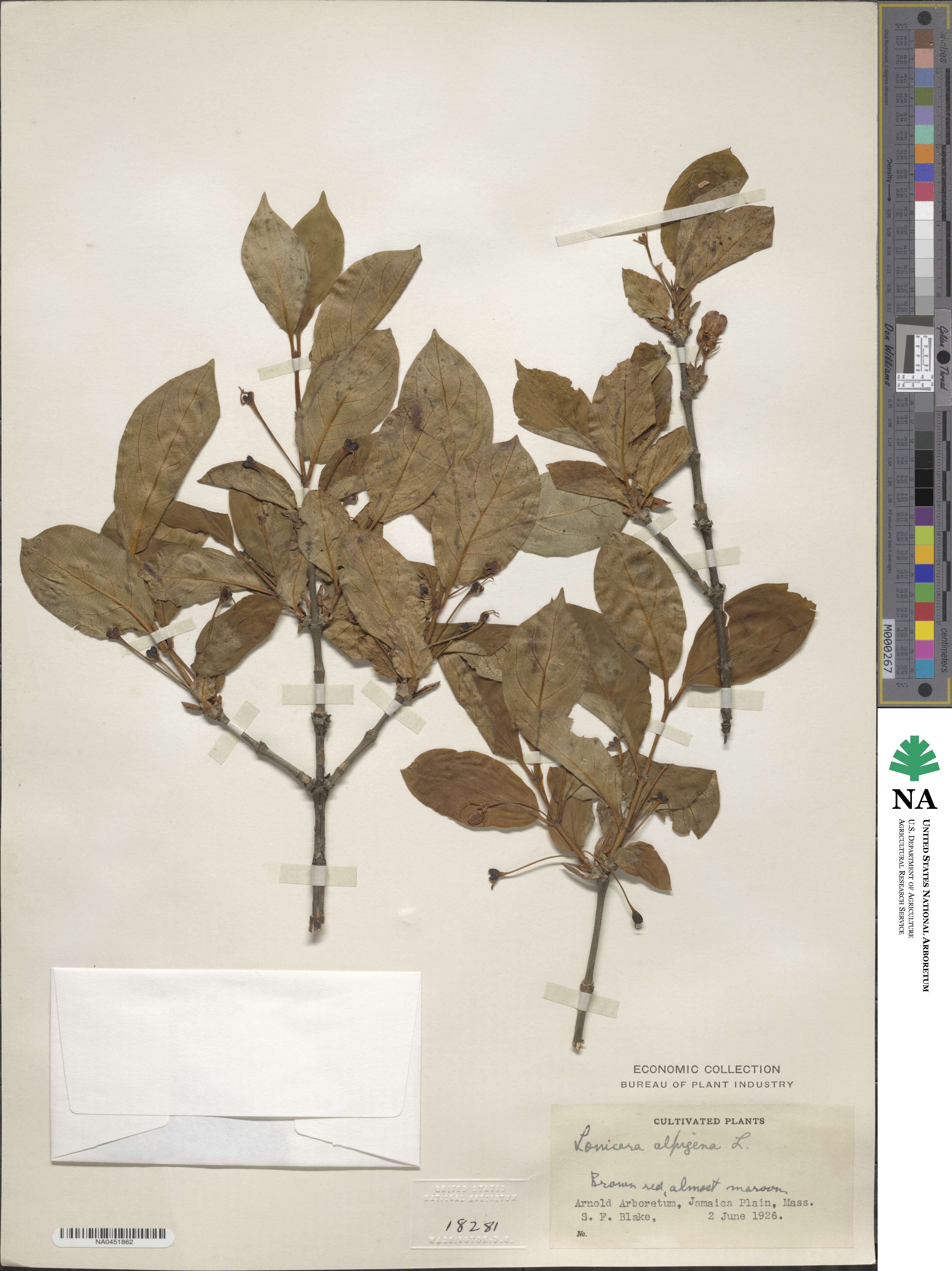 Lonicera alpigena image