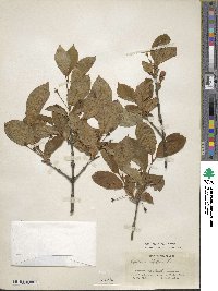 Lonicera alpigena image