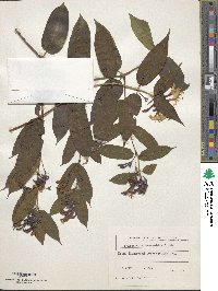 Lonicera acuminata image