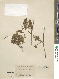 Lonicera acuminata image