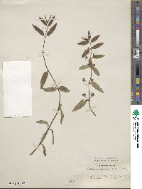 Lonicera acuminata image