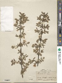 Lonicera altmannii image