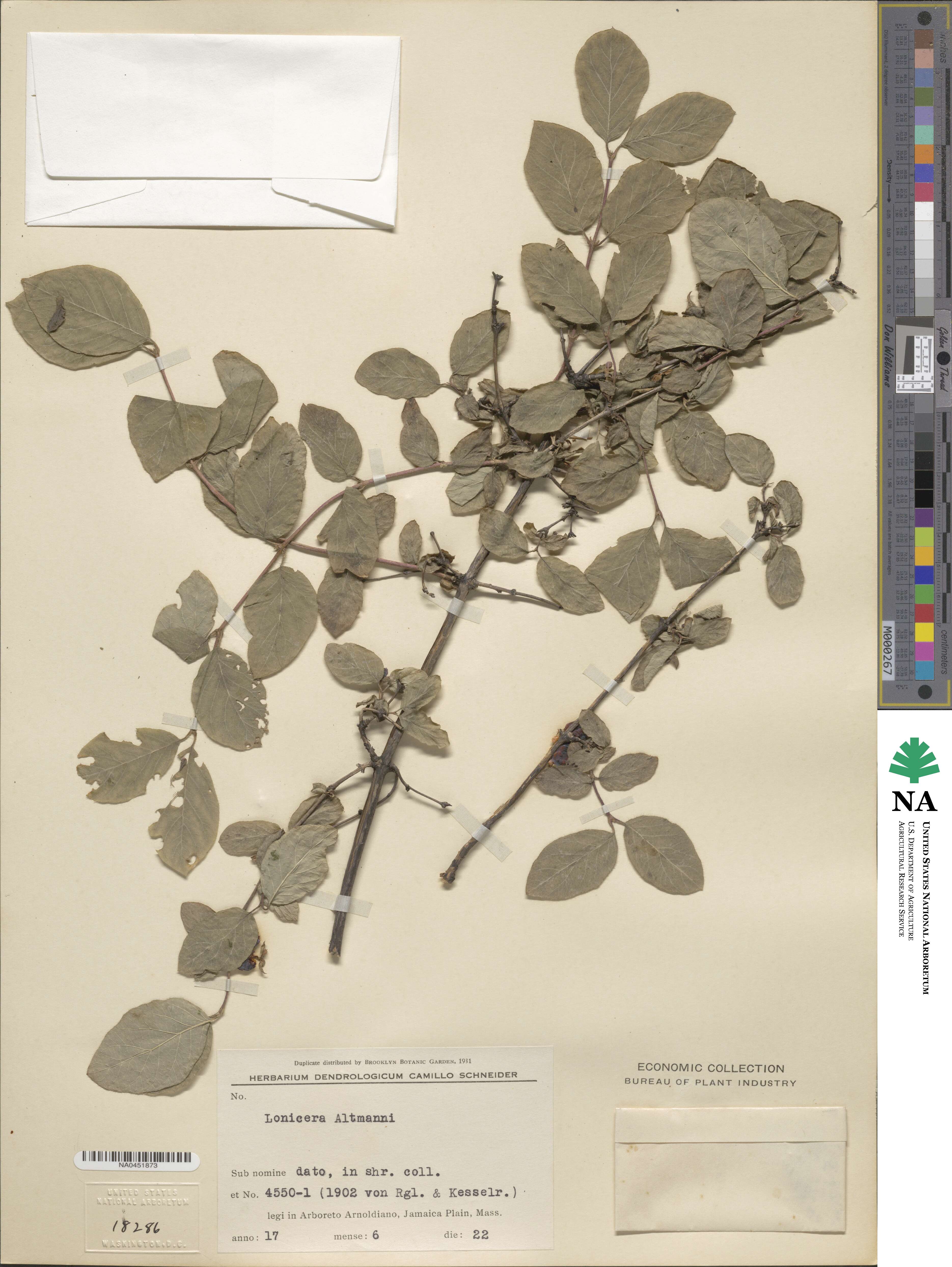 Lonicera altmannii image