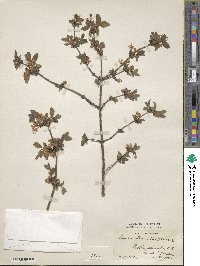 Lonicera altmannii image