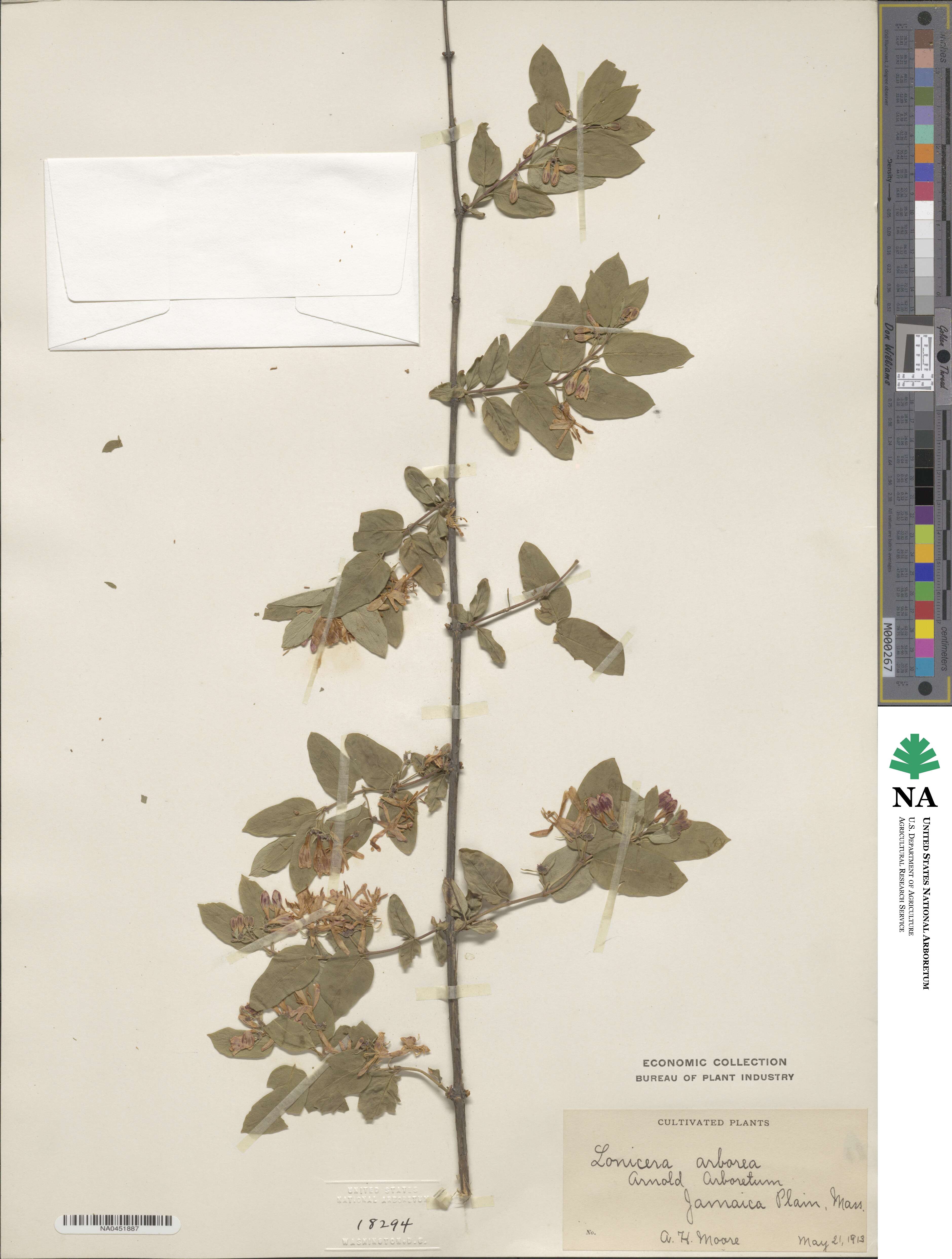 Lonicera arborea image