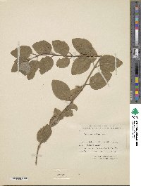 Lonicera arizonica image