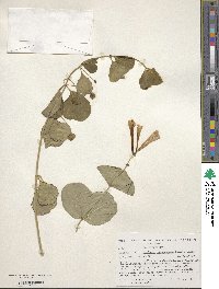 Lonicera bracteolaris image