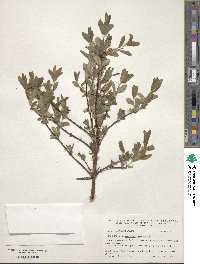 Lonicera coerulea image