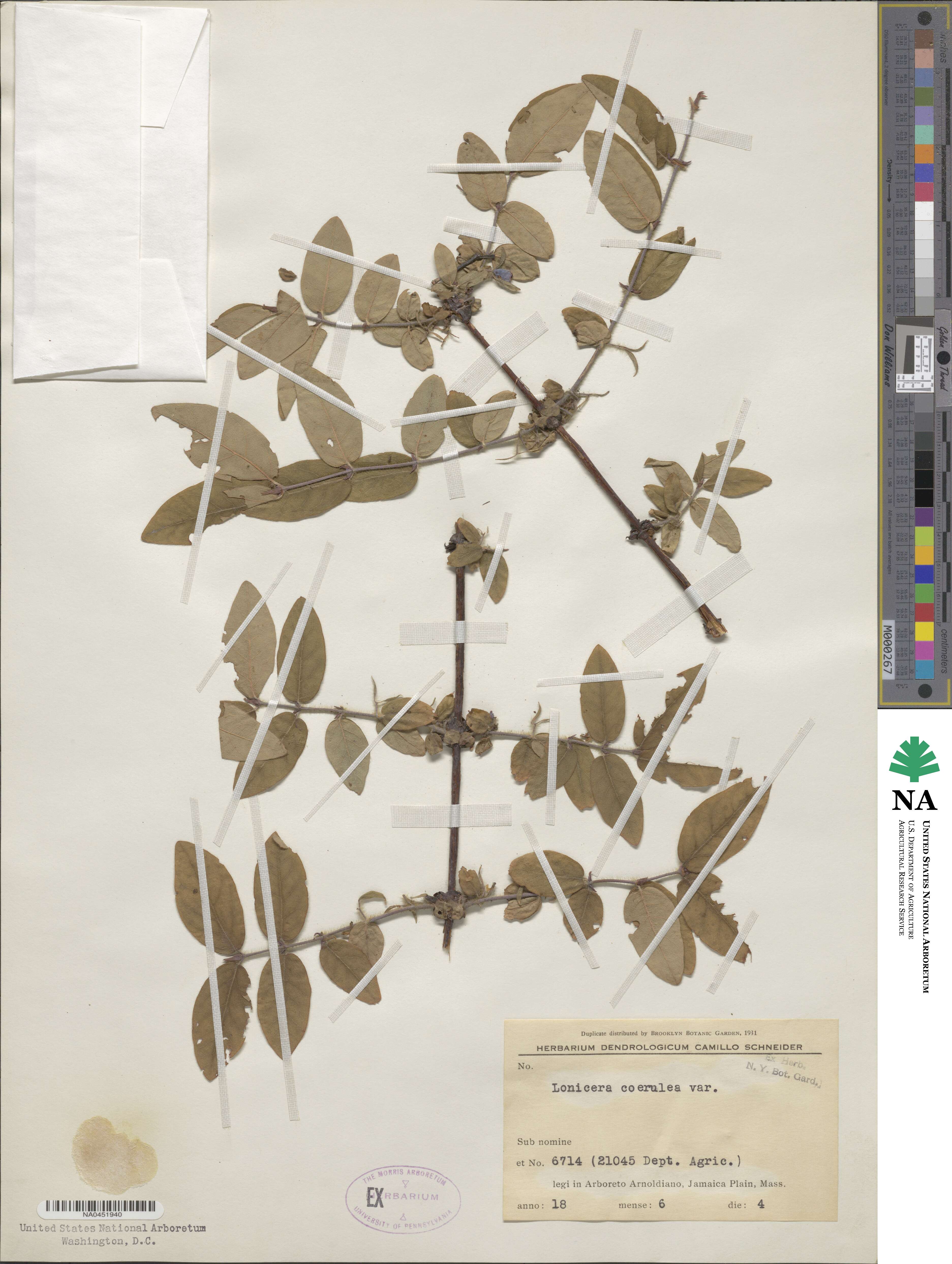 Lonicera coerulea image