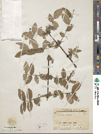 Lonicera coerulea image