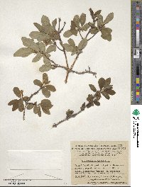 Lonicera coerulea image