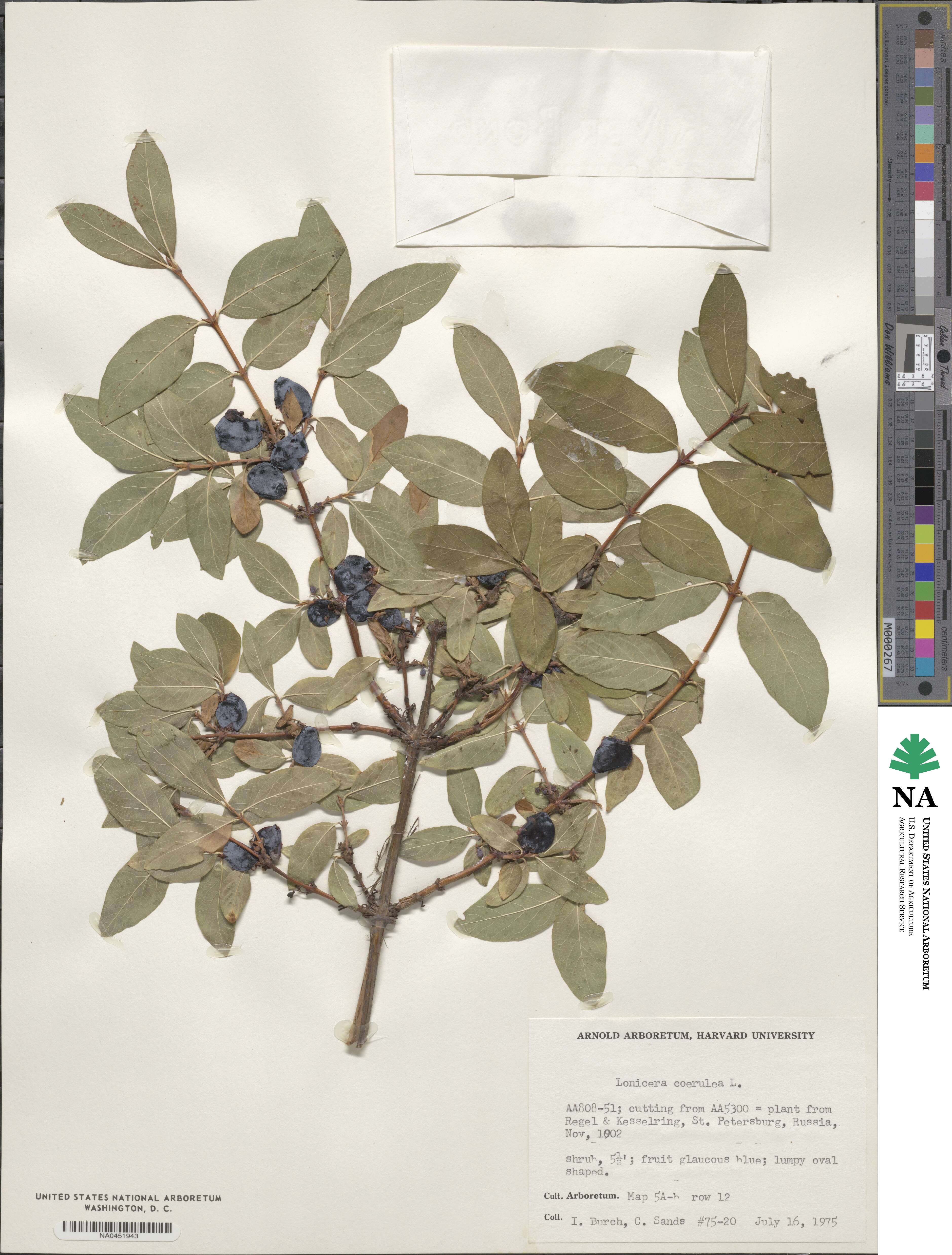 Lonicera coerulea image