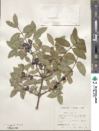 Lonicera coerulea image