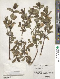 Lonicera coerulea image