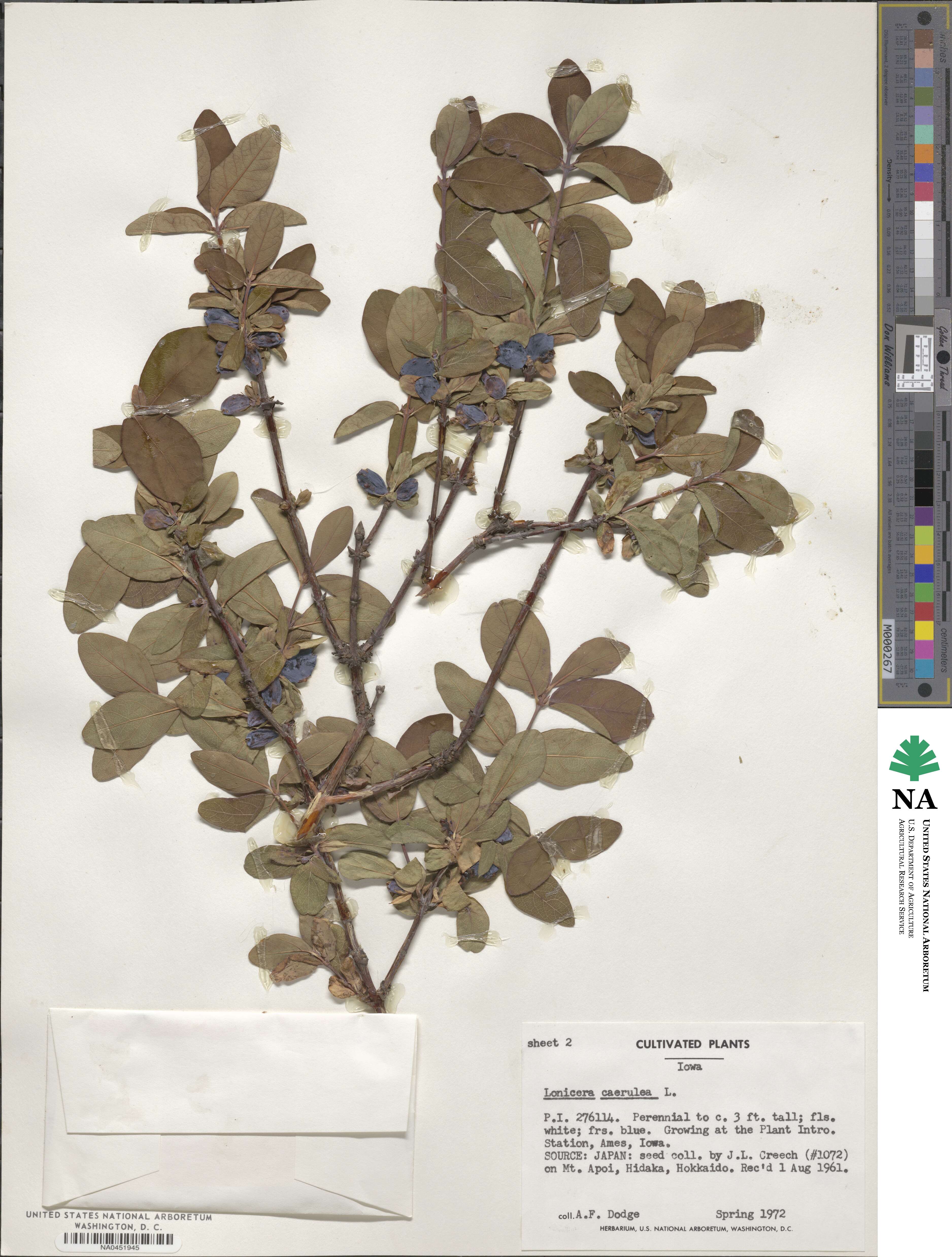 Lonicera coerulea image