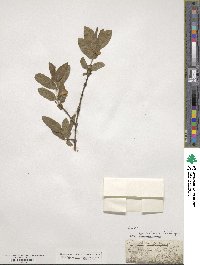 Lonicera coerulea image