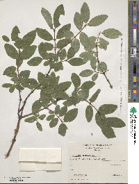 Lonicera coerulea image